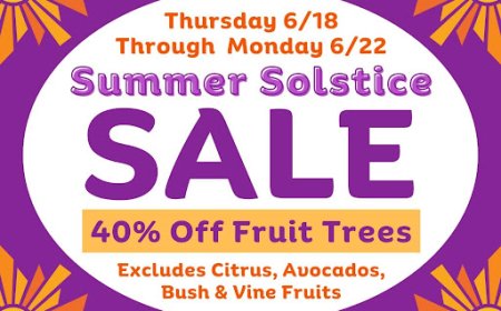 Summer Care for Backyard Fruit Trees | East Bay | Evergreen Nursery