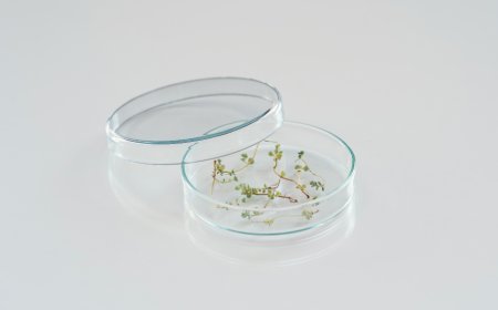 Neutral Glass Petri Dish with Lid for Lab Use