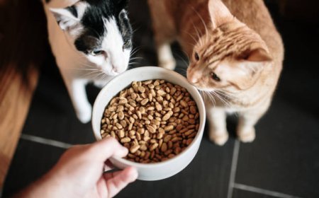 Premium Feline Nutrition Driving Consumer Preferences in Japan