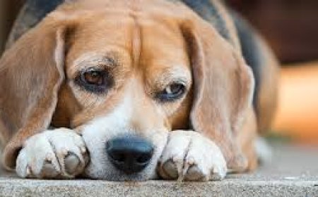 Signs of Kidney Failure in Dogs and What They May Mean for Quality of Life