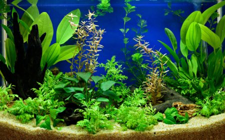 Essential Aquarium Plants Supplies Every Aquarist Should Have