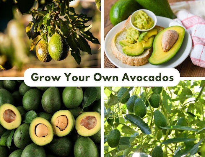 Backyard Fruit Trees East Bay | Evergreen Nursery