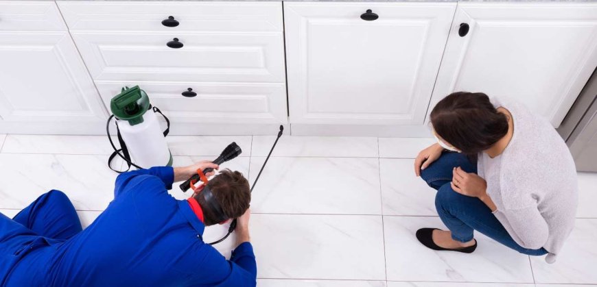Stop Pests Before They Spread: Essential Rat Control Tips
