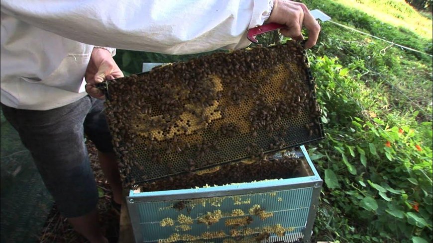 Why Bees Gather Around Garbage Disposal Areas and How to Stop It