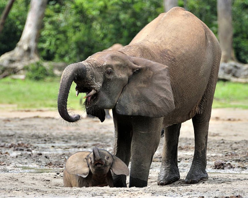 Elephant Armor Coating That Lasts in Montana Weather