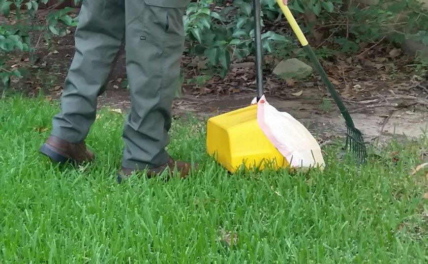Professional Pet Waste Removal Services for Cleaner and Healthier Outdoor Spaces