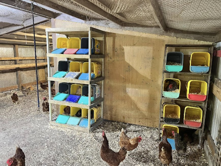 Why Free- Range Eggs Are getting a Preferred Choice for Health-Conscious Buyers