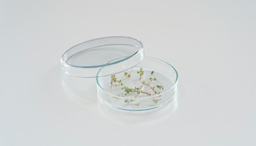 Neutral Glass Petri Dish with Lid for Lab Use