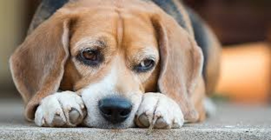 Signs of Kidney Failure in Dogs and What They May Mean for Quality of Life