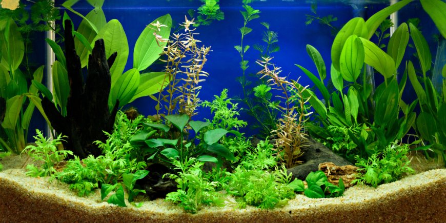 Essential Aquarium Plants Supplies Every Aquarist Should Have
