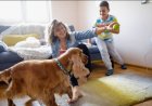 What Pet Toy Clutter Says About Modern Pet Parenting