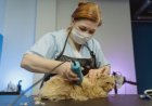 What U.S. Cat Owners Search Most Before Booking Cat Grooming Services