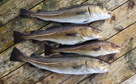 Sourcing Premium Finfish: The Infrastructure of Global Cold-Water Logistics