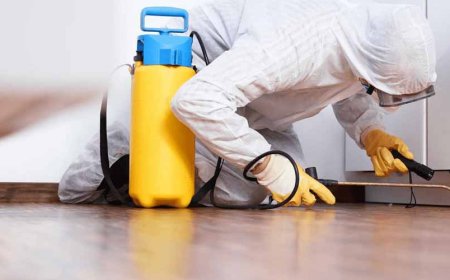 Reliable Pest Solutions in Pimpama – Safe & Professional Pest Control by Auzzie Pest Control