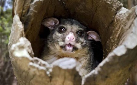 Professional Possum Control North Lakes – Safe & Humane Wildlife Solutions by Auzzie Pest Control
