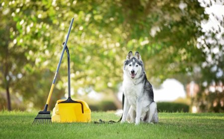 How Can Professional Dog Waste Removal in Phoenix, AZ Protect Your Family and Lawn?