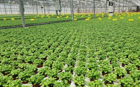 CEA Market Driven by Vertical Farming and Hydroponics Adoption