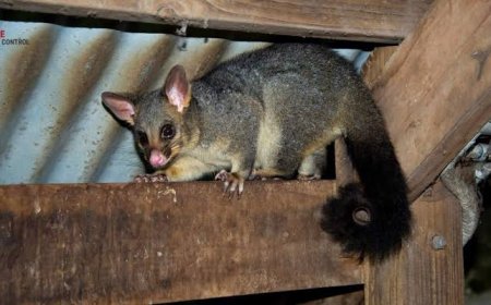 Expert Possum Control Yarrabilba Services for Safe, Humane, and Effective Wildlife Management
