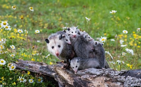 Trusted Possum Control Wulkuraka Services for Safe and Humane Wildlife Management