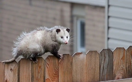 Reliable Possum Control Yeerongpilly Services for Safe and Humane Wildlife Removal