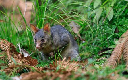 Professional Possum Control Zillmere Services for Safe, Humane, and Effective Wildlife Management