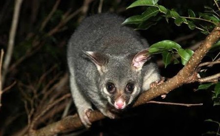 Safe and Reliable Possum Control Meadowbrook Services by Auzzie Pest Control