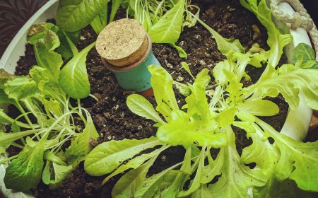 Why Terracotta Watering Spikes Are a Must-Have for Every Plant Lover
