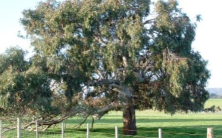 How Native Gum Trees Can Transform Your Australian Garden