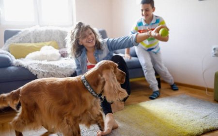 What Pet Toy Clutter Says About Modern Pet Parenting