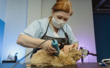 What U.S. Cat Owners Search Most Before Booking Cat Grooming Services