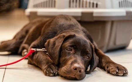 10 Signs It May Be Time to Put Your Dog Down