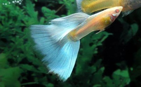 Why Choosing the Right Online Tropical Fish Store Makes All the Difference