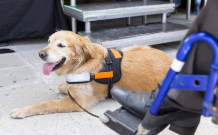 Are Trained Service Dogs for Sale Worth It for Families Who Need Daily Support?
