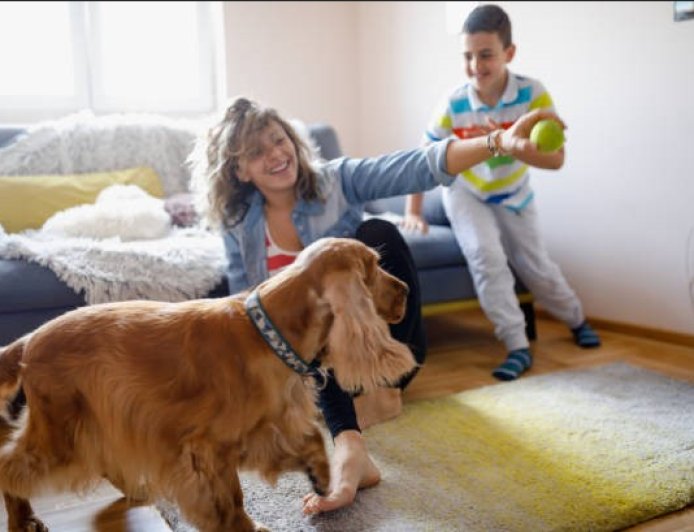 What Pet Toy Clutter Says About Modern Pet Parenting