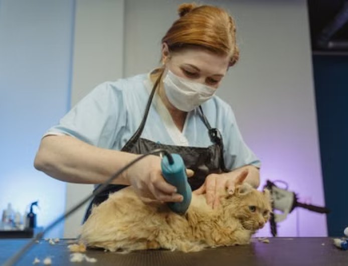 What U.S. Cat Owners Search Most Before Booking Cat Grooming Services