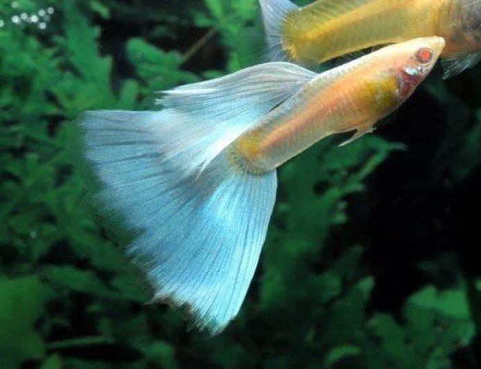 Why Choosing the Right Online Tropical Fish Store Makes All the Difference