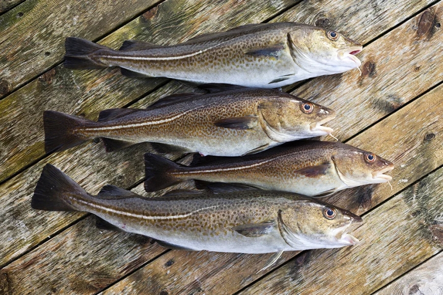 Sourcing Premium Finfish: The Infrastructure of Global Cold-Water Logistics