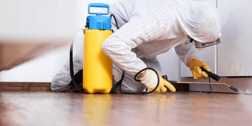 Reliable Pest Solutions in Pimpama – Safe & Professional Pest Control by Auzzie Pest Control