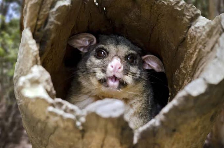 Professional Possum Control North Lakes – Safe & Humane Wildlife Solutions by Auzzie Pest Control