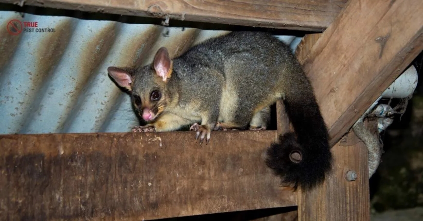 Professional Possum Control Maroochydore Services | Auzzie Pest Control