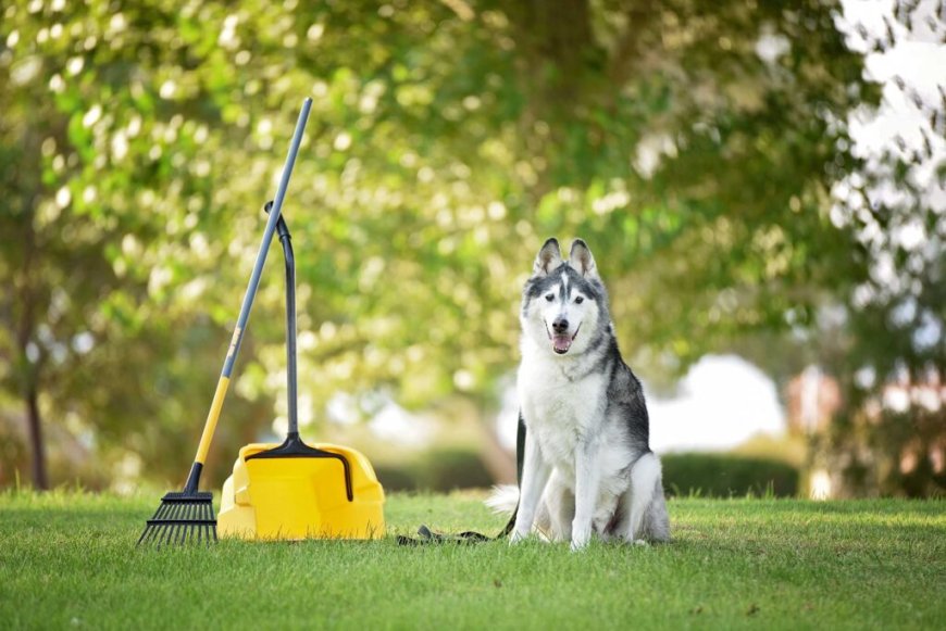 How Can Professional Dog Waste Removal in Phoenix, AZ Protect Your Family and Lawn?