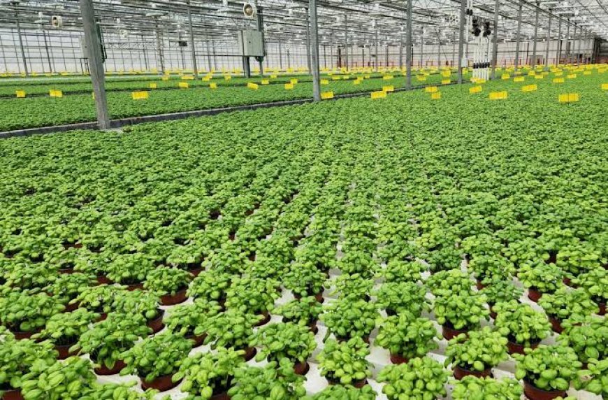 CEA Market Driven by Vertical Farming and Hydroponics Adoption