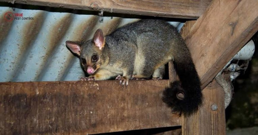 Expert Possum Control Yarrabilba Services for Safe, Humane, and Effective Wildlife Management