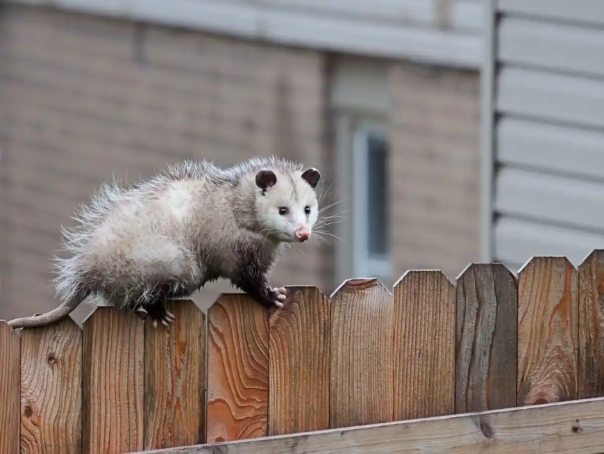 Reliable Possum Control Yeerongpilly Services for Safe and Humane Wildlife Removal
