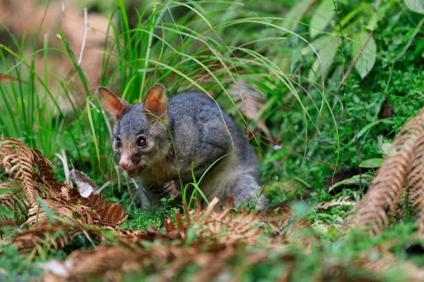 Professional Possum Control Zillmere Services for Safe, Humane, and Effective Wildlife Management
