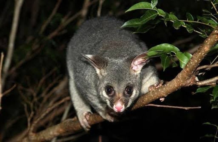 Safe and Reliable Possum Control Meadowbrook Services by Auzzie Pest Control