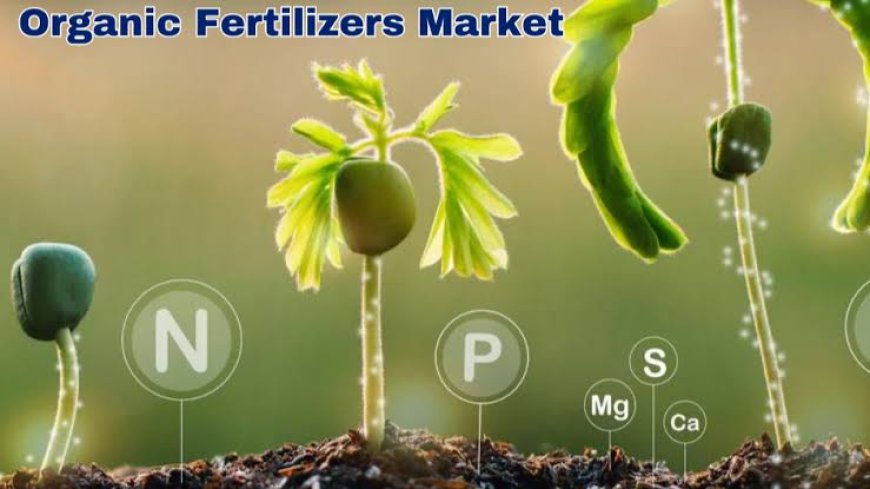 Organic Fertilizers Market Forecast Highlights Expanding Adoption Across Organic Agriculture Worldwide