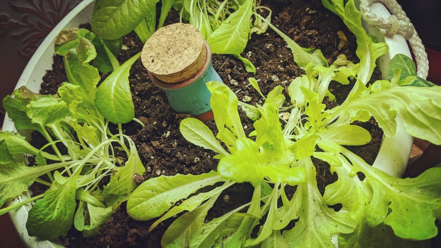 Why Terracotta Watering Spikes Are a Must-Have for Every Plant Lover