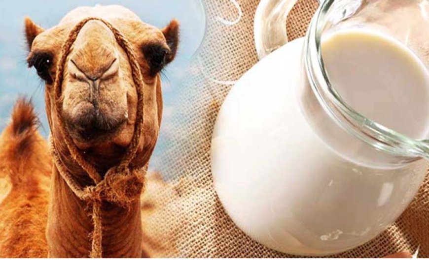 Fresh A2 Milk Dubai | Farm Fresh A2 Cow Milk Delivery | A2 Milk UAE
