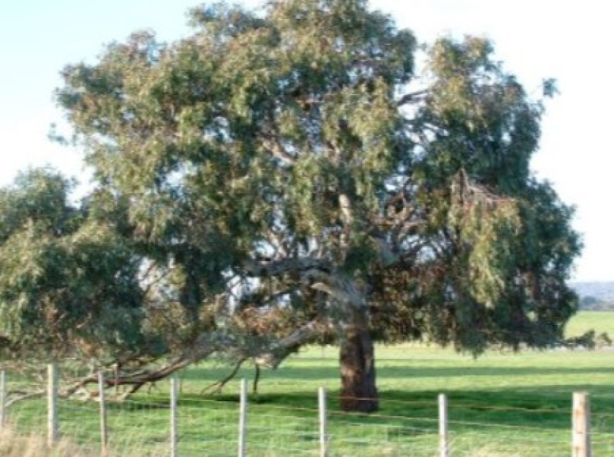 How Native Gum Trees Can Transform Your Australian Garden
